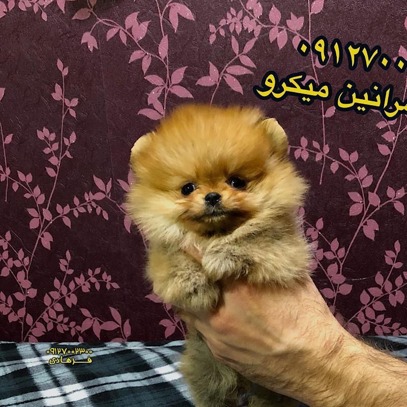 سگ پامرانین بو