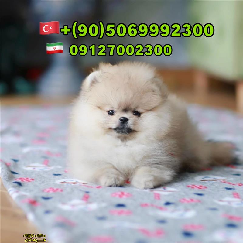 فروش سگ پامرانین در ترکیه