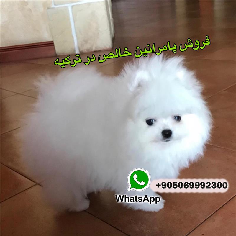 فروش سگ پامرانین 