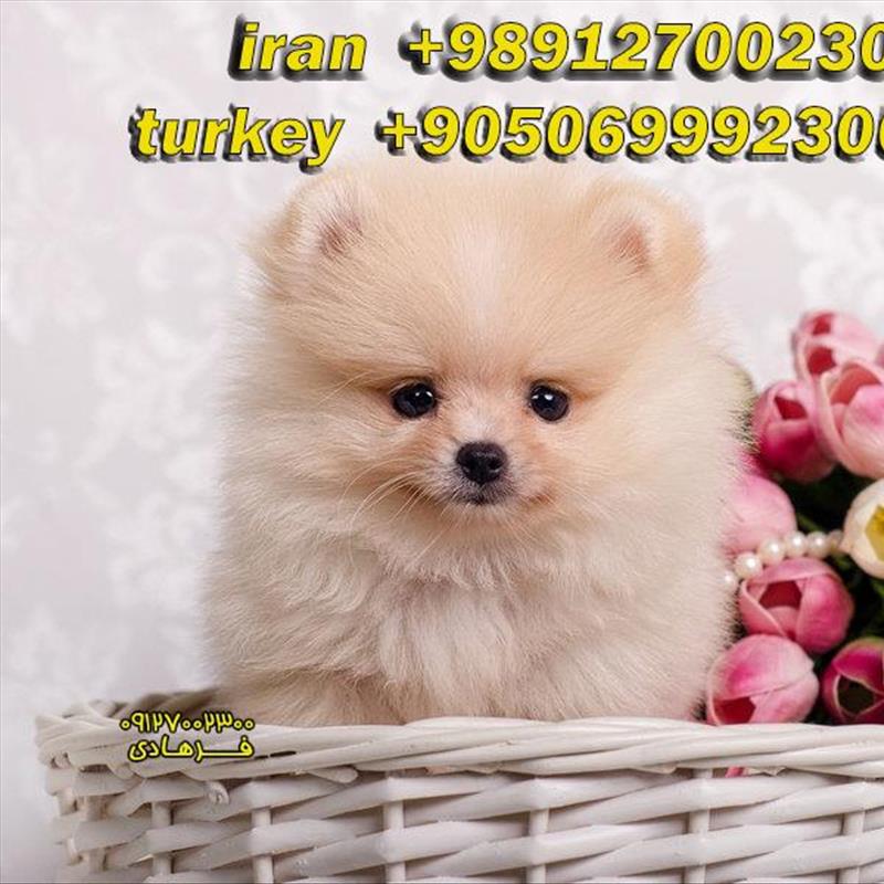 فروش پامرانین عروسکی