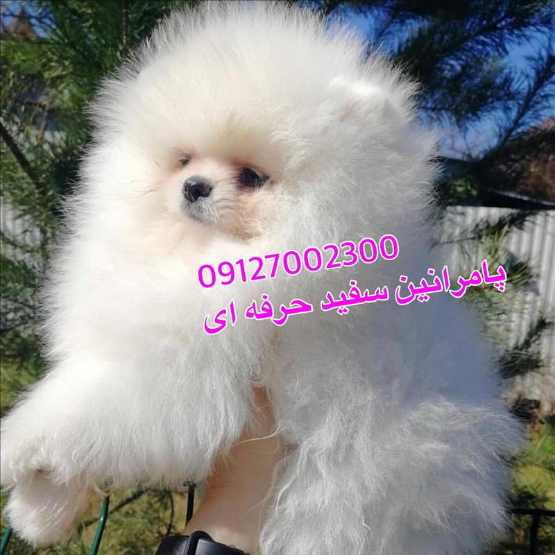 سگ پامرانین سفید خرسی وارداتی اصیل