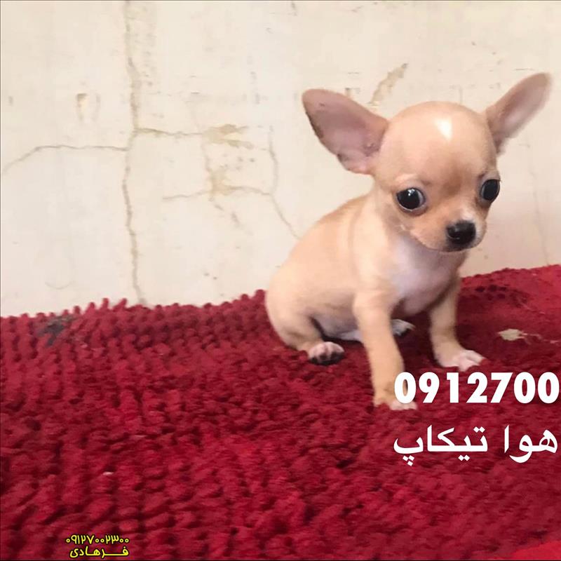 سگ شی هواهوا فروشی