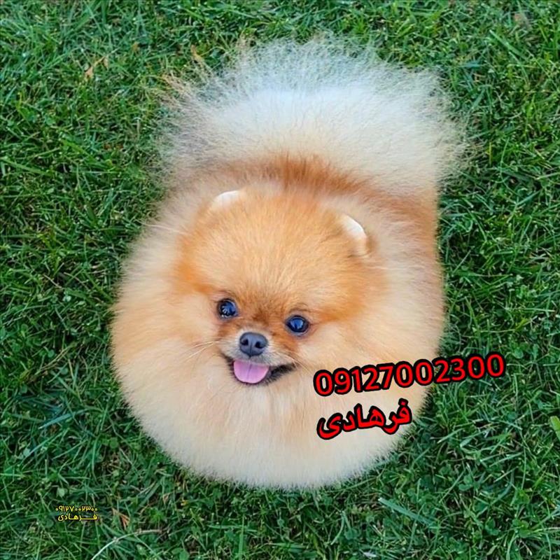 پامرانین عروسکی 