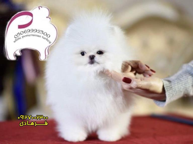 فروش سگ  پامرانین سفید خالص در ترکیه