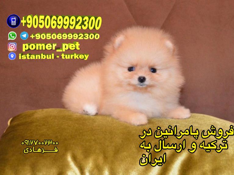 صادرات و فروش سگ پامرانین به دیگر کشورها از ترکیه