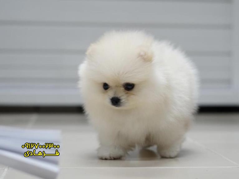 سگ پامرانین خرسی سفید برای فروش
