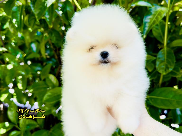 سگ پامرانین سفید کره ای